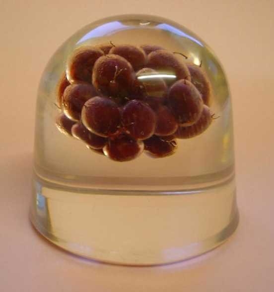 رزین پلی استری شفاف